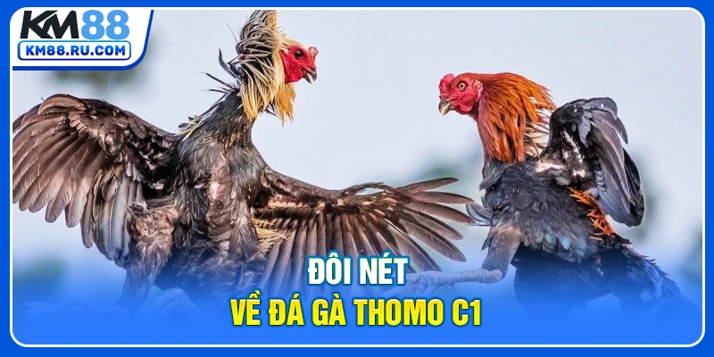 Đôi nét về Đá gà thomo C1