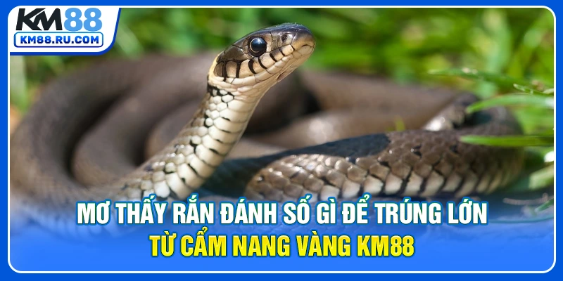 Mơ Thấy Rắn Đánh Số Gì