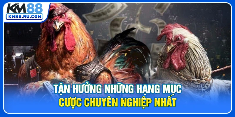 Tận hưởng những hạng mục cược chuyên nghiệp nhất