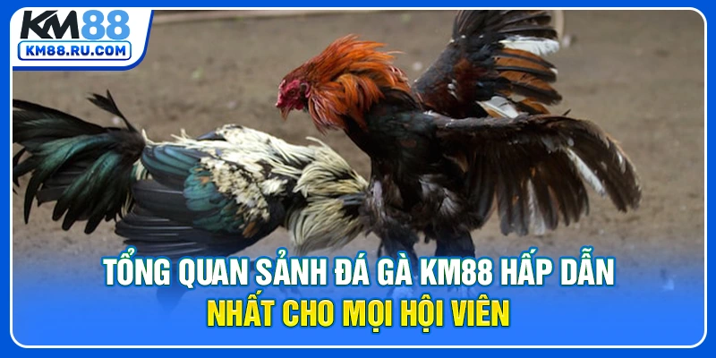 Tổng quan sảnh đá gà KM88 hấp dẫn nhất cho mọi hội viên