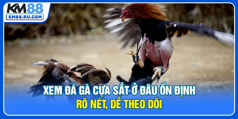 Xem Đá Gà Cựa Sắt Ở Đâu